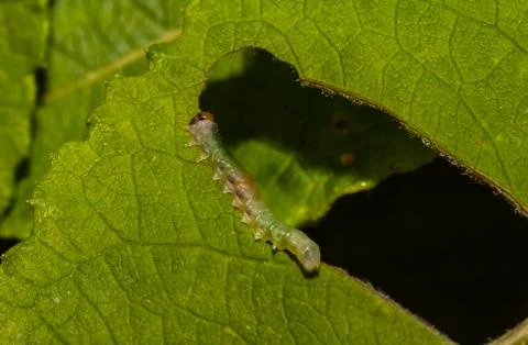 Caterpilla eating leaf Stock Photos