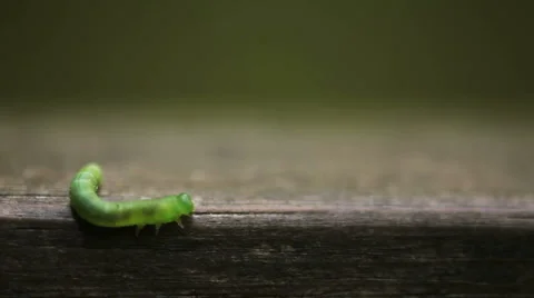 Caterpillar 01 Stock Footage 4539896