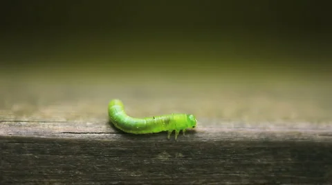 Caterpillar 02 Stock Footage 4497730