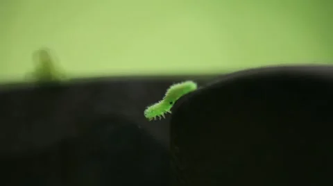 Caterpillar 03 Stock Footage 4500681