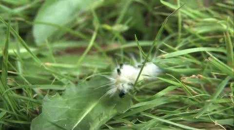 Caterpillar 1 Stock Footage 20771259