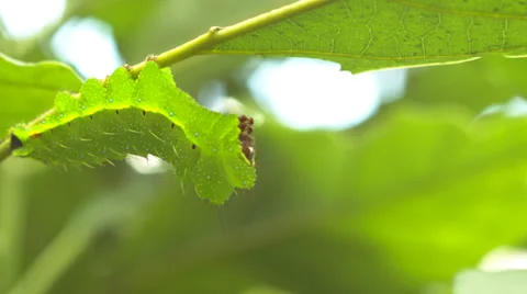 Caterpillar 1 Video stock 29664262