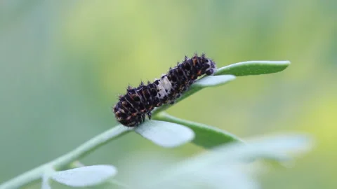 Caterpillar 1 Stock Footage 148553054
