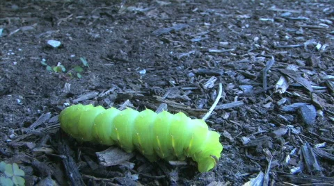 Caterpillar 1 hdf Video stock 642885