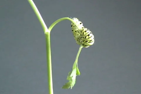 Caterpillar 12 Stock Footage 7907164