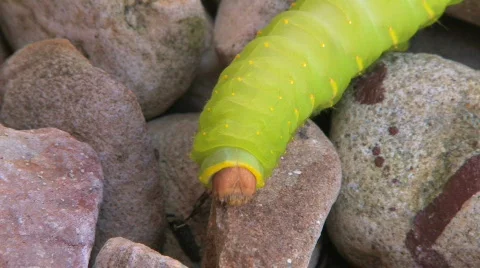 Caterpillar 12 hdf Stock Footage 642890