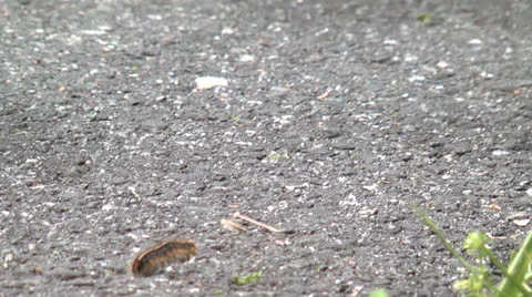 Caterpillar 2 Video stock 23116240