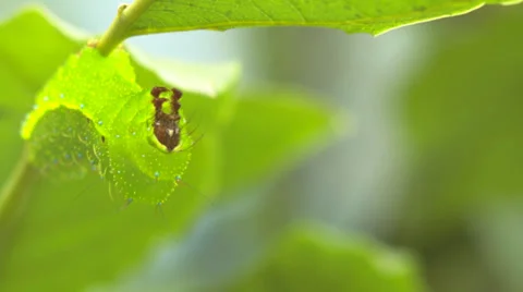 Caterpillar 2 Video stock 29664233