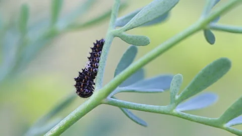 Caterpillar 2 Stock Footage 148553310