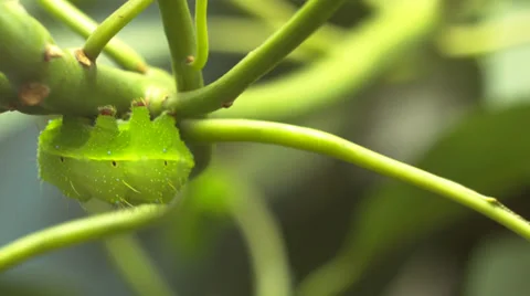 Caterpillar 3 Video stock 29664284