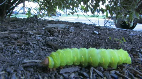 Caterpillar 3 - HD 30F Video stock 607677