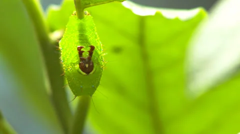 Caterpillar 4 Video stock 29664357