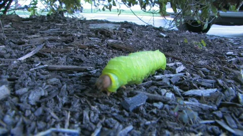 Caterpillar 4 - HD 30F 스톡 동영상 607723