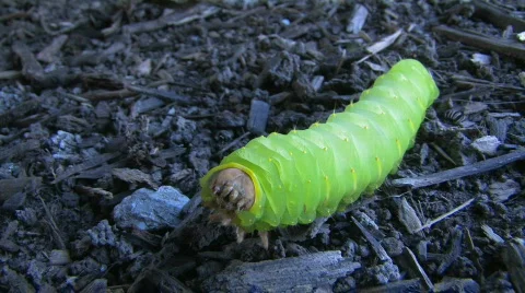 Caterpillar 7 hdf Video stock 642950