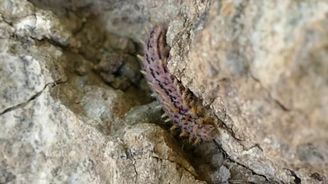 Caterpillar advancing on the tree, tiny caterpillar hd video, Stock Footage 111924159