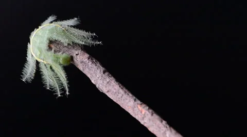 Caterpillar against black background. Stock Footage 44301838