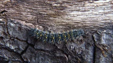 Caterpillar on alder log Stock Footage 1184417