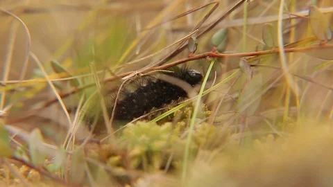 Caterpillar and ant move through the grass 库存影片 75495841