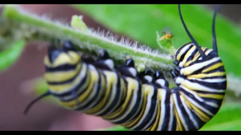 Caterpillar and Aphid Confrontation Stock Footage 346845863