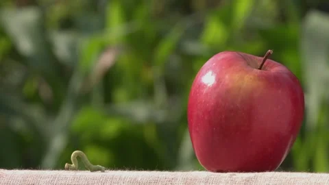 Caterpillar and apple. Video stock 100711706