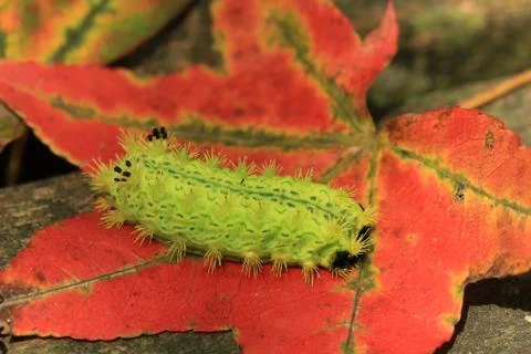 Caterpillar and maple leaf Stock Photos