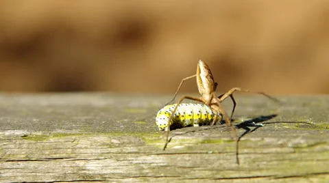 Caterpillar and spider Stock Footage 38089182