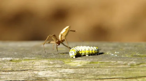Caterpillar and spider Stock Footage 38089521