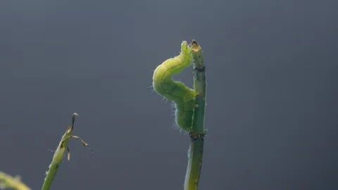 Caterpillar and tiny bug Stock Footage 128716590