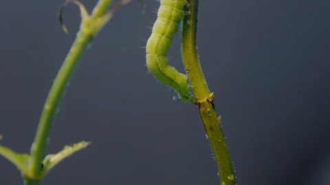 Caterpillar and tiny bugs eating a plant Stock Footage 128717062