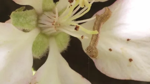 Caterpillar on apple blossom (close up) Stock Footage 304037498