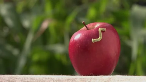 Caterpillar on apple. Stock Footage 100711440