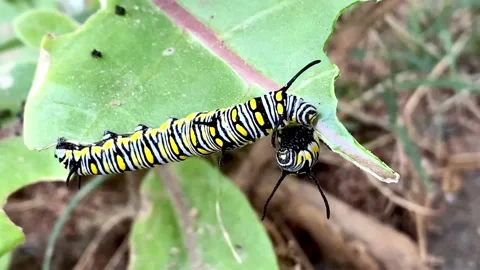 Caterpillar are fighting on the leaf Stock Footage 225308058
