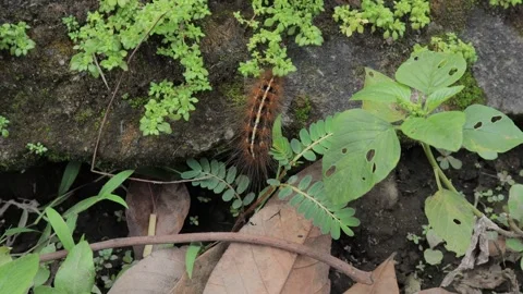 Caterpillar are walking on rocks Stock Footage 264132108