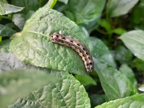 Caterpillar of Armyworm moth insect Fotos de archivo