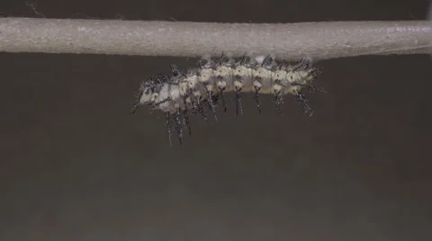 Caterpillar attaches to silk button for metamorphosis. 30X time lapse Stock Footage 68310102