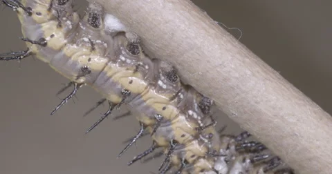 Caterpillar attaches to silk button for metamorphosis 4k super macro Video stock 68366552
