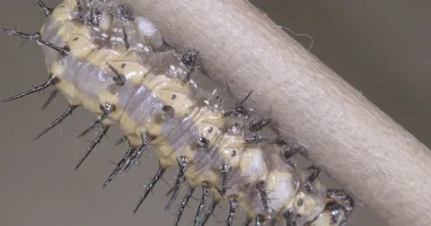 Caterpillar attaches to silk button for metamorphosis 4k super macro Stock Footage 68366562