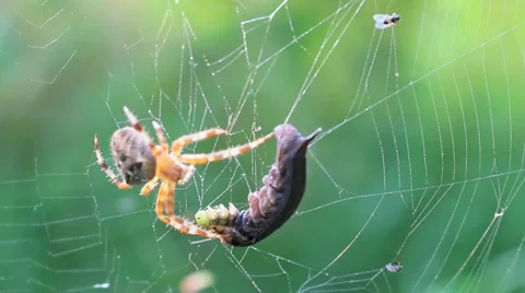 Caterpillar Attacked By A Spider Stock Footage 41641318