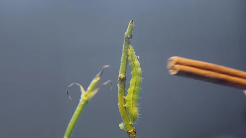 Caterpillar being pocked Stock Footage 128716517