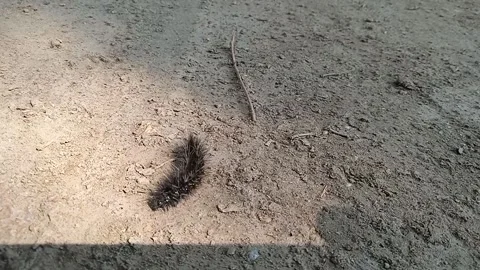 Caterpillar Black Video stock 149534882