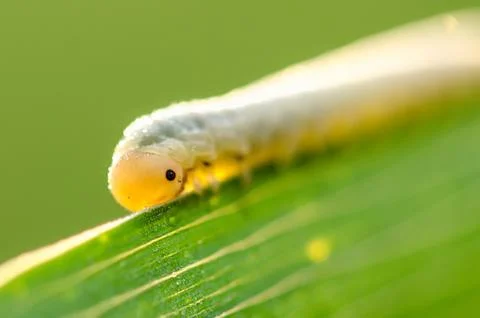 Caterpillar on a blade of grass Stock Photos