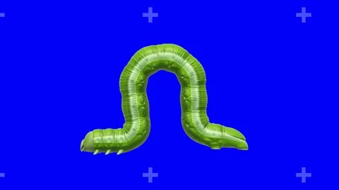 Caterpillar on blue, looping 3D animation Stock Footage 112011369