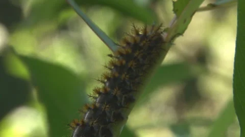 Caterpillar on branch 2 Stock Footage 1159729