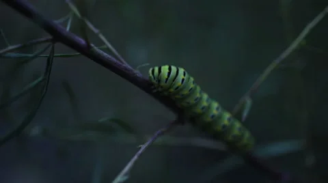 Caterpillar on branch close-up evening Stock Footage 51777387