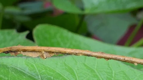 Caterpillar on branch. Stock Footage 78111996