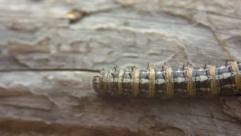 Caterpillar on a Branch Stock Footage 90500751