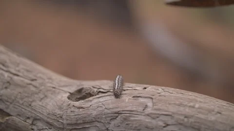 Caterpillar on a Branch Stock Footage 90500763