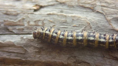 Caterpillar on a Branch Stock Footage 90500844