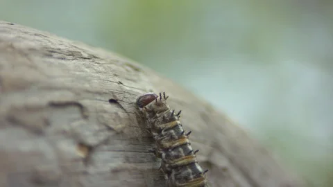 Caterpillar on a Branch Stock Footage 90500944