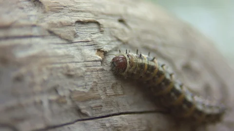 Caterpillar on a Branch Stock Footage 90500980
